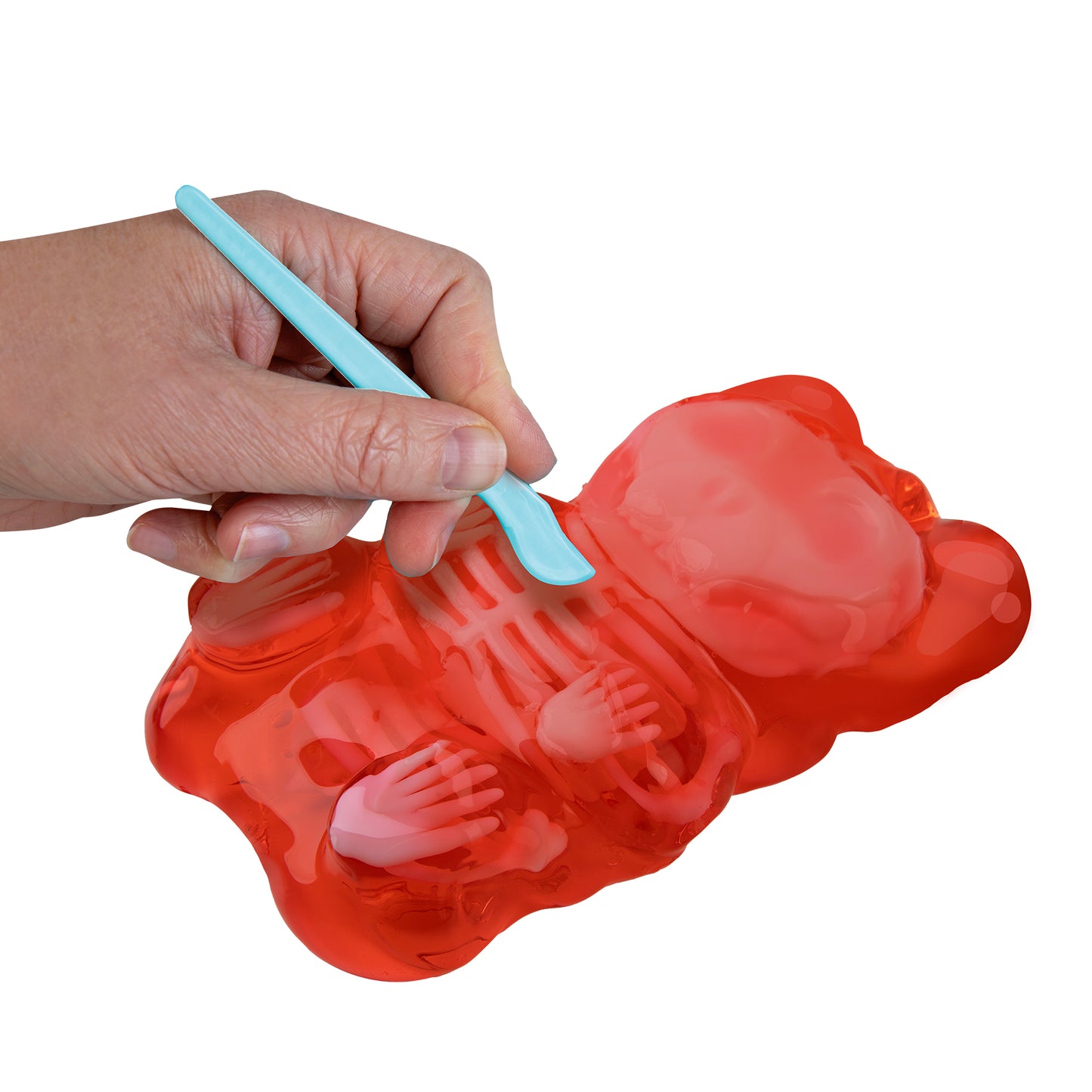 Goo-natomy Lab Jelly Bear