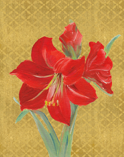 Boxed Christmas Cards - Amaryllis Illuminated